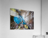 Stellers Jay Acrylic Print