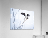 Ready for Takeoff Acrylic Print