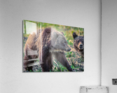 Siblings Acrylic Print