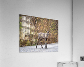 Young Elk Acrylic Print