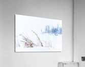 Winter Scene in Tomslake Acrylic Print