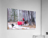 Chasing the Sleigh Acrylic Print