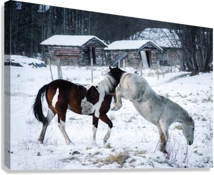 Horse Kicking Canvas Print