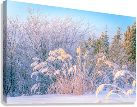 Natural Arrangement Canvas Print