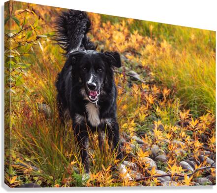 Loving Autumn Canvas Print