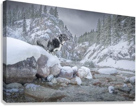Northern Dog Canvas Print