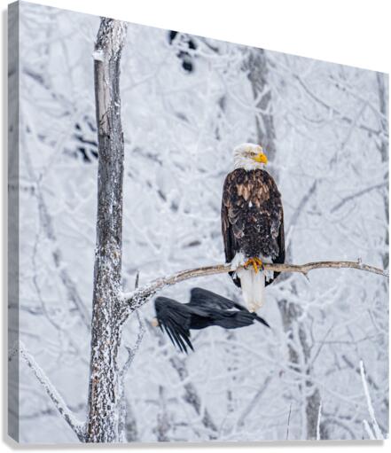 Eagle and Raven Canvas Print