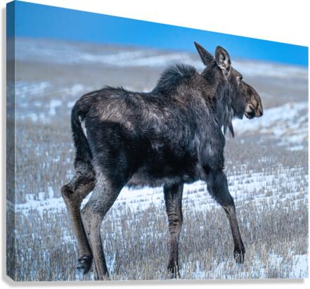 Moose in Open Field Canvas Print