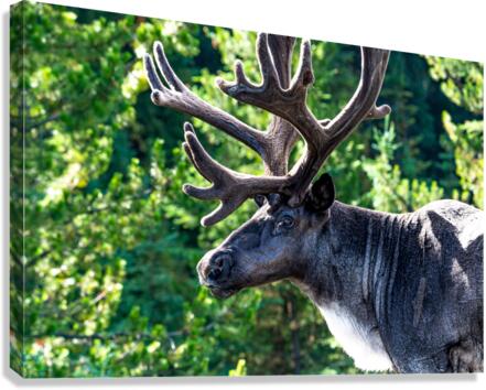 Mountain Caribou Rack Canvas Print