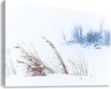 Winter Scene in Tomslake Canvas Print