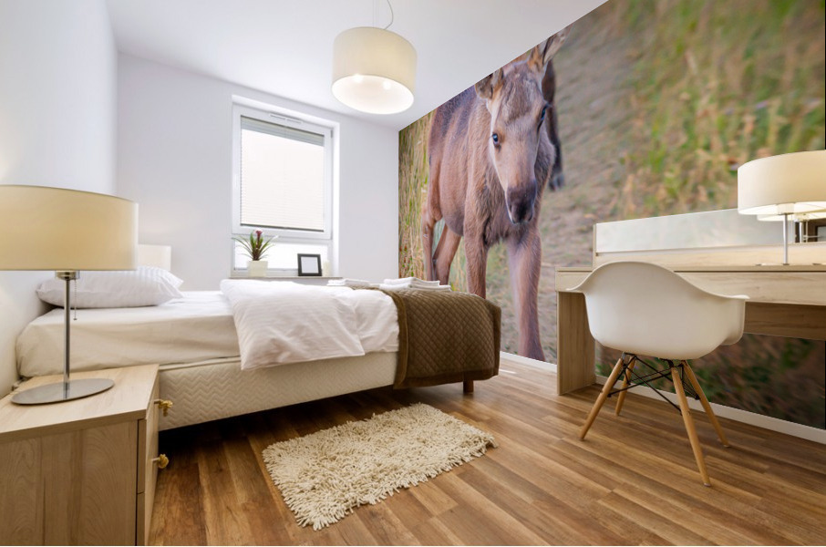 Curious Calf Mural print
