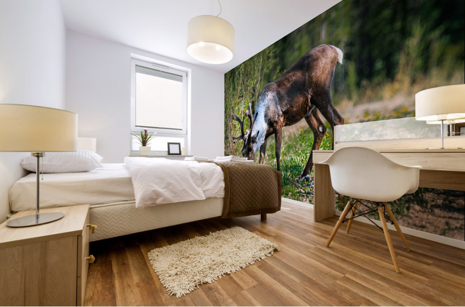 Grazing Caribou Mural print