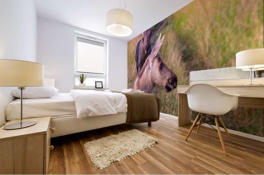 Moose Calfs Mural print