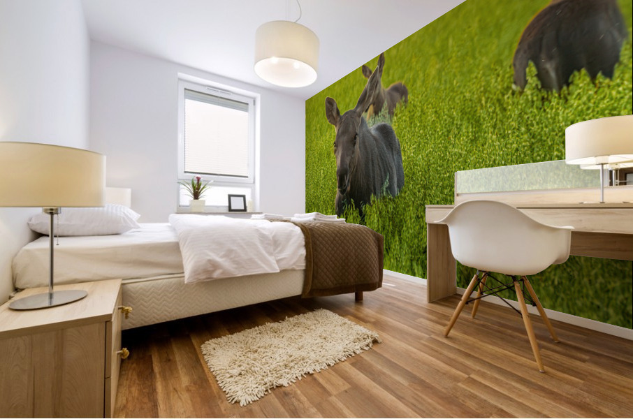 Moose Triplets Mural print