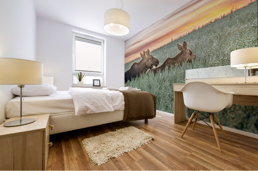 Moose Triplets at Sunset Mural print