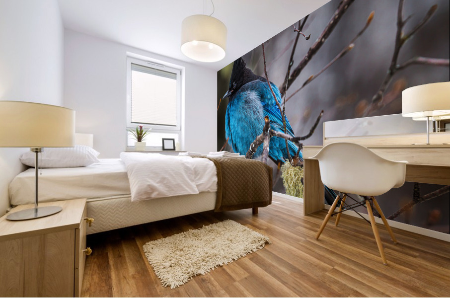Stellers Jay Mural print