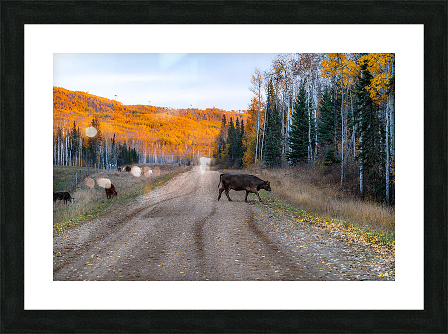 Cow Crossing Picture Frame print