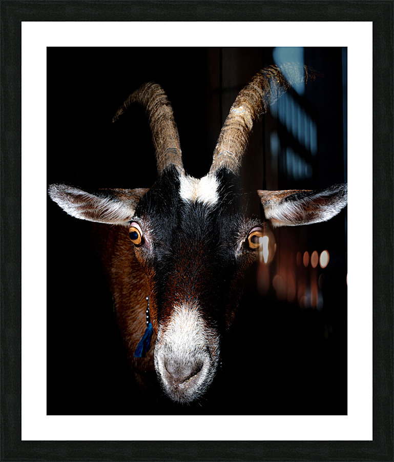 The Goat Picture Frame print