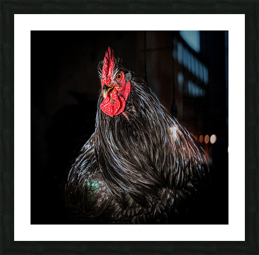 The Rooster Picture Frame print