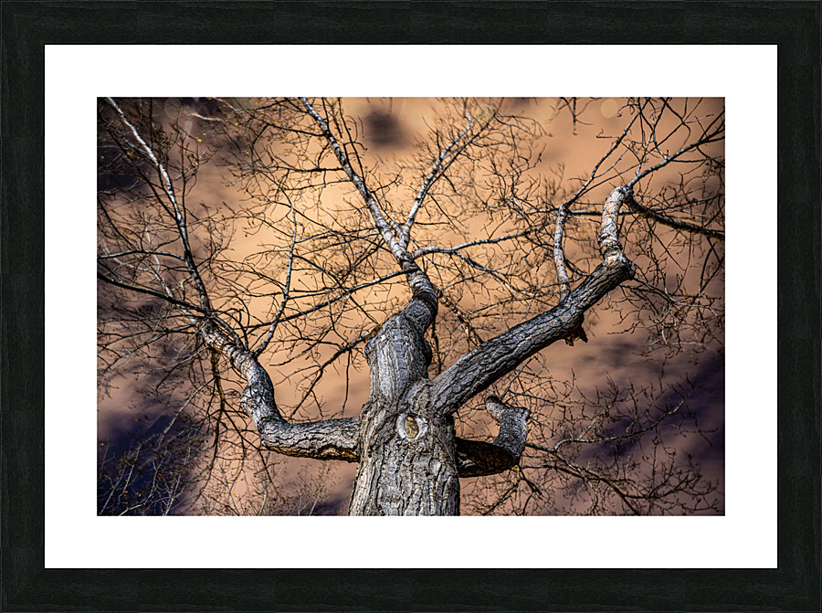 The Tree Picture Frame print