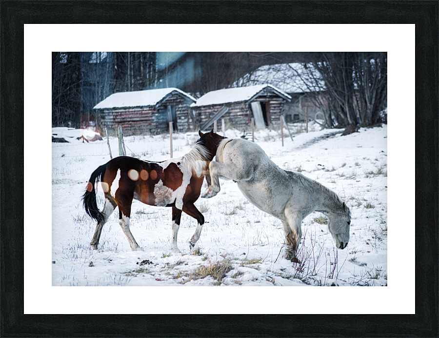 Horse Kicking Picture Frame print