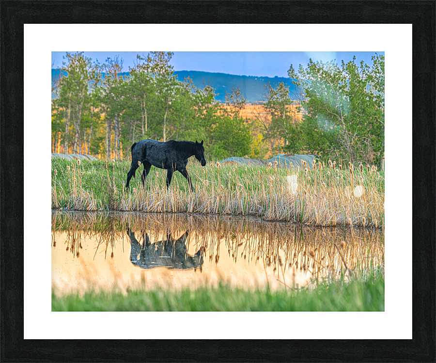 Horse Reflection Picture Frame print
