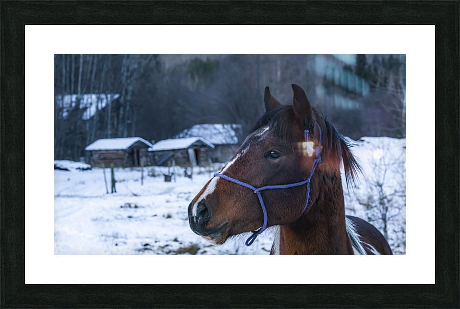 Horse Portrait Picture Frame print