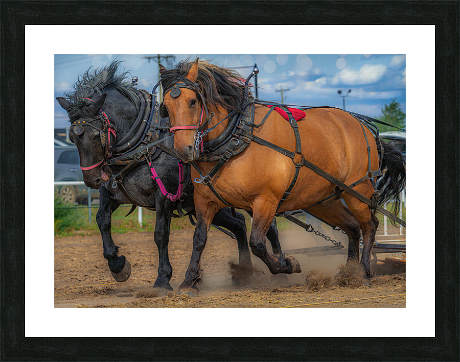 Majestic Beasts Picture Frame print