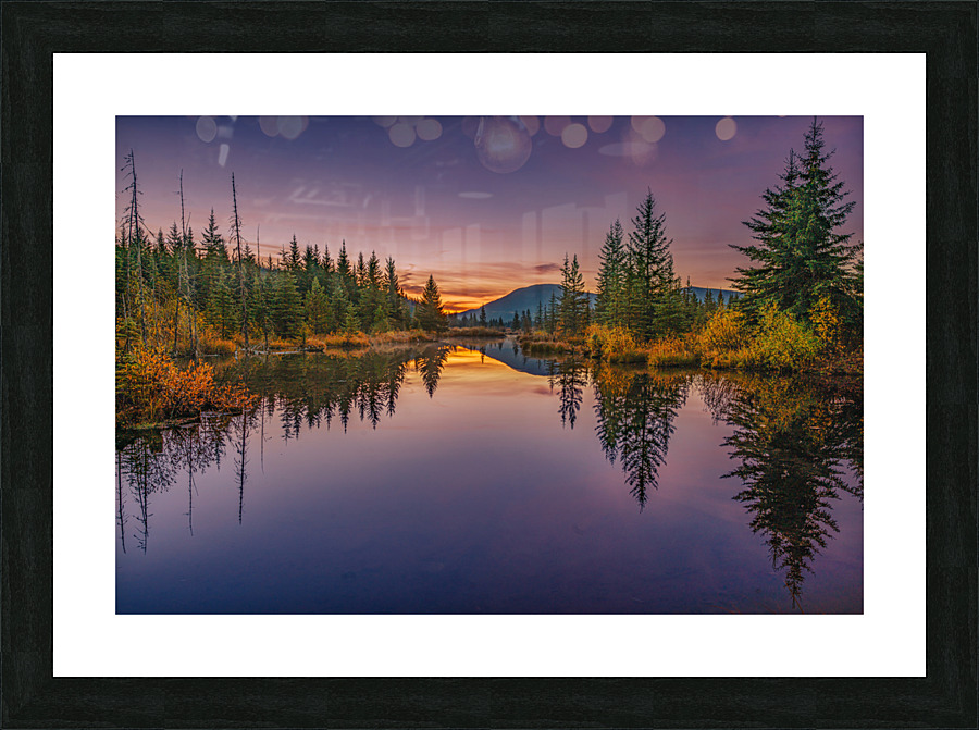 Bullmoose Marsh Picture Frame print