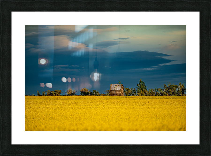 Canola Field Picture Frame print