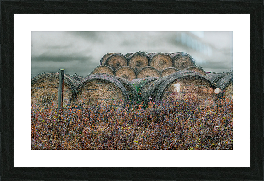 Round Bales Picture Frame print