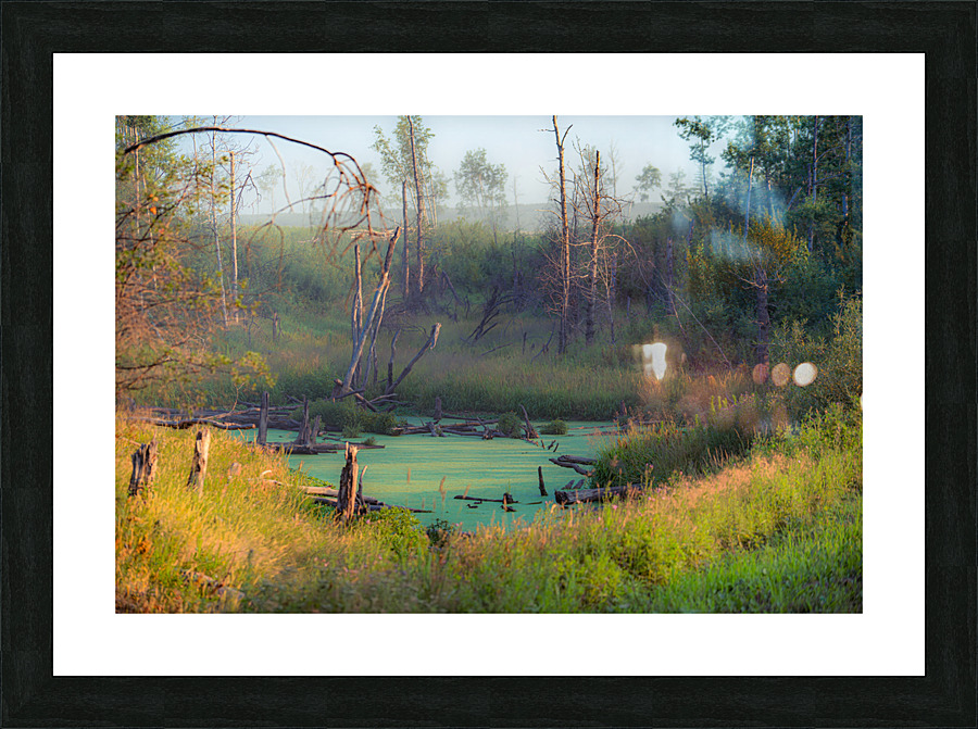 The Bowl Picture Frame print