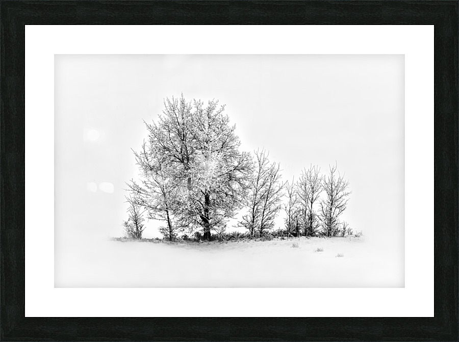 Trees BW Picture Frame print