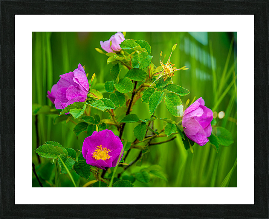 Wild Roses Picture Frame print