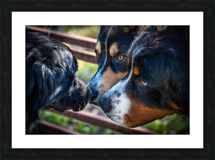 Getting to Know Each Other Picture Frame print