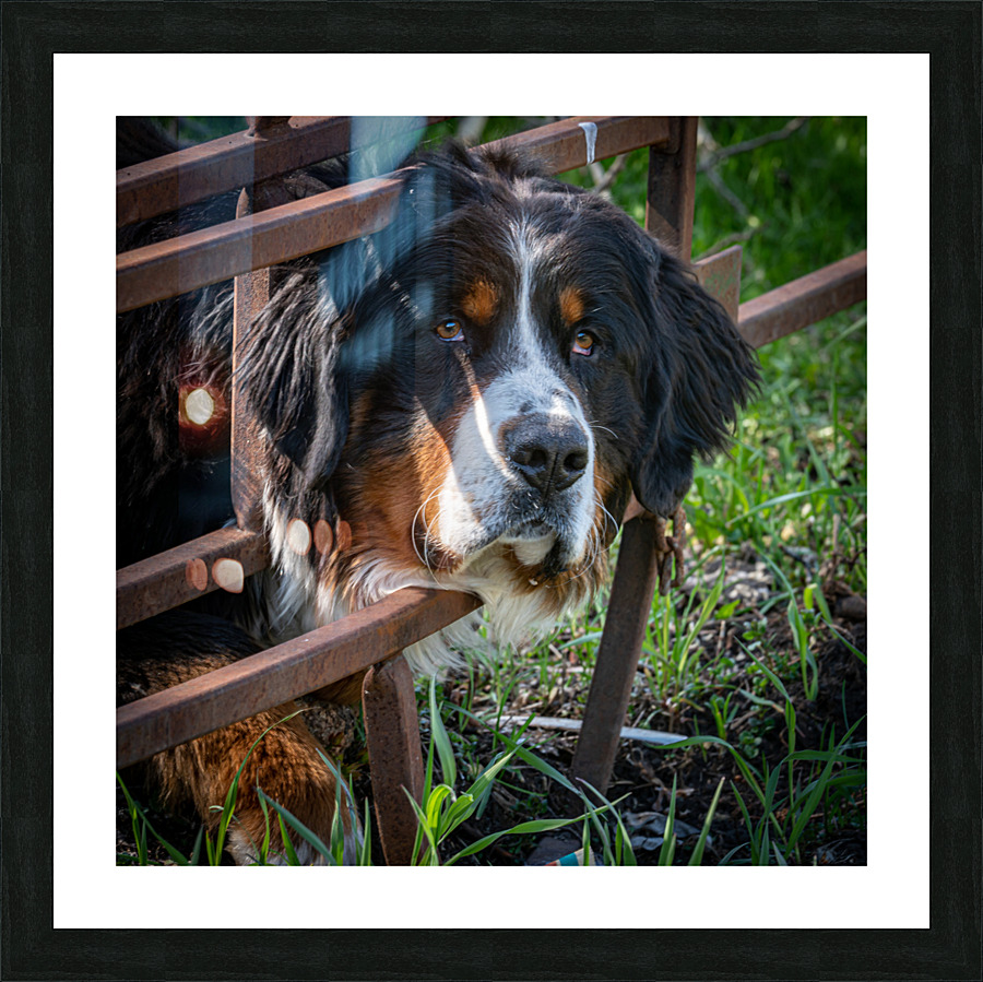 Burnese Picture Frame print