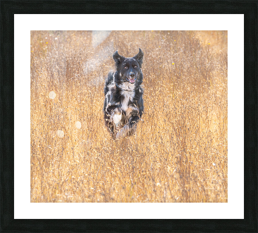 Happy Dog Picture Frame print
