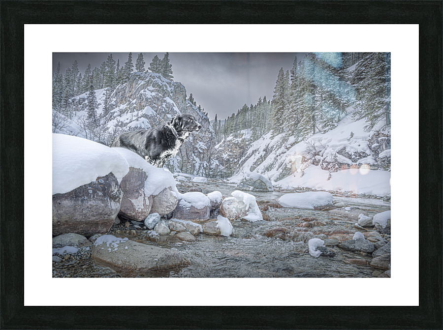 Northern Dog Picture Frame print