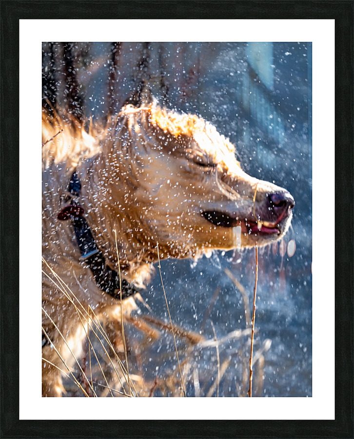 Shakin  All Over Picture Frame print