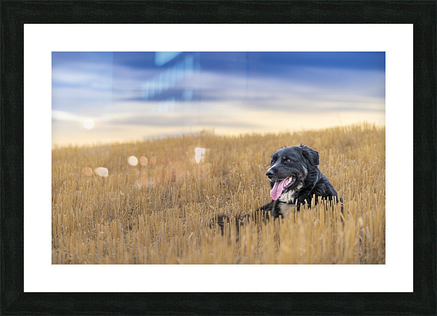 Resting Picture Frame print