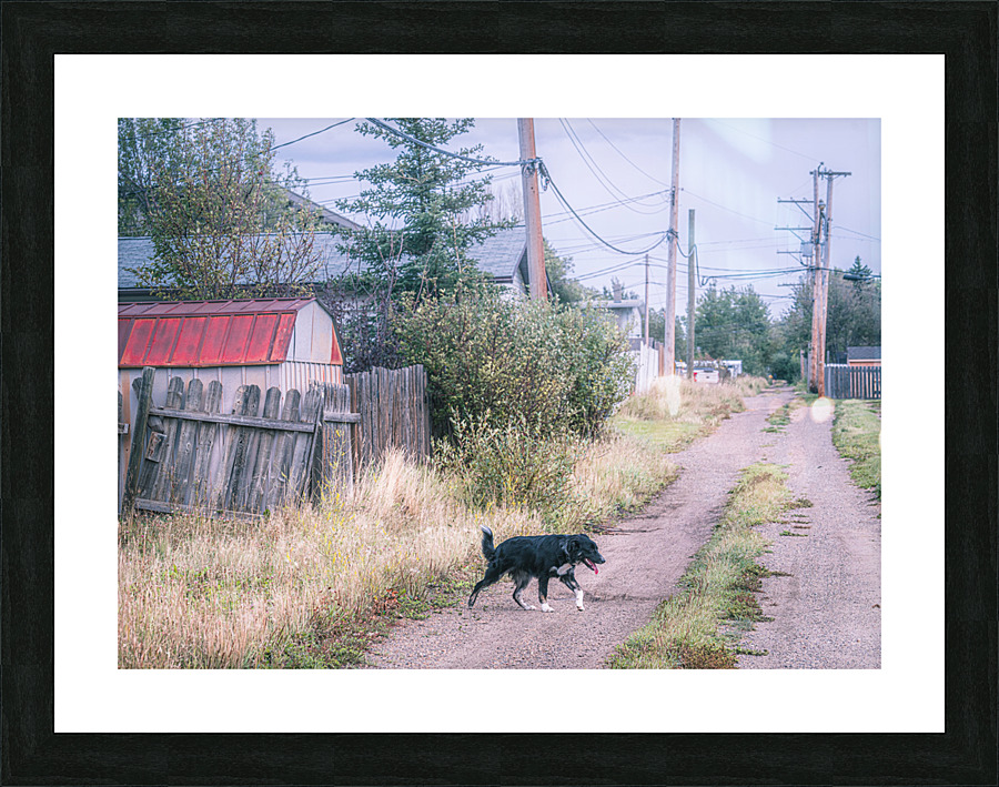 The Stray Picture Frame print
