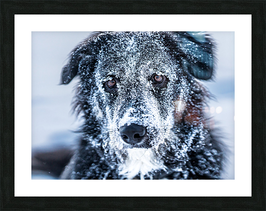 Winter Dog Picture Frame print