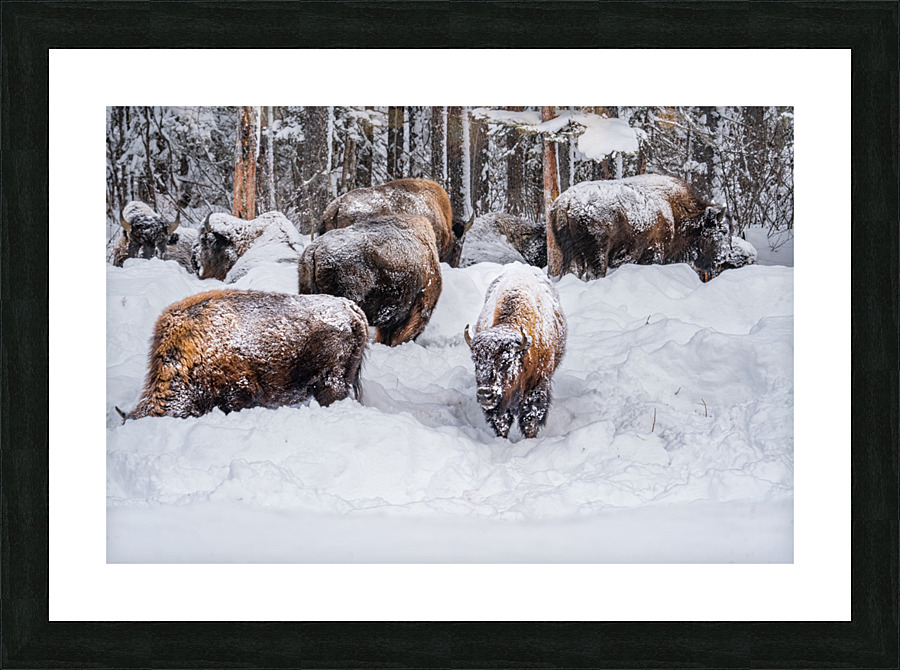 Bison Herd Picture Frame print