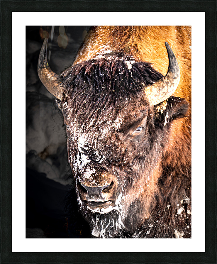 Bison Portrait Picture Frame print