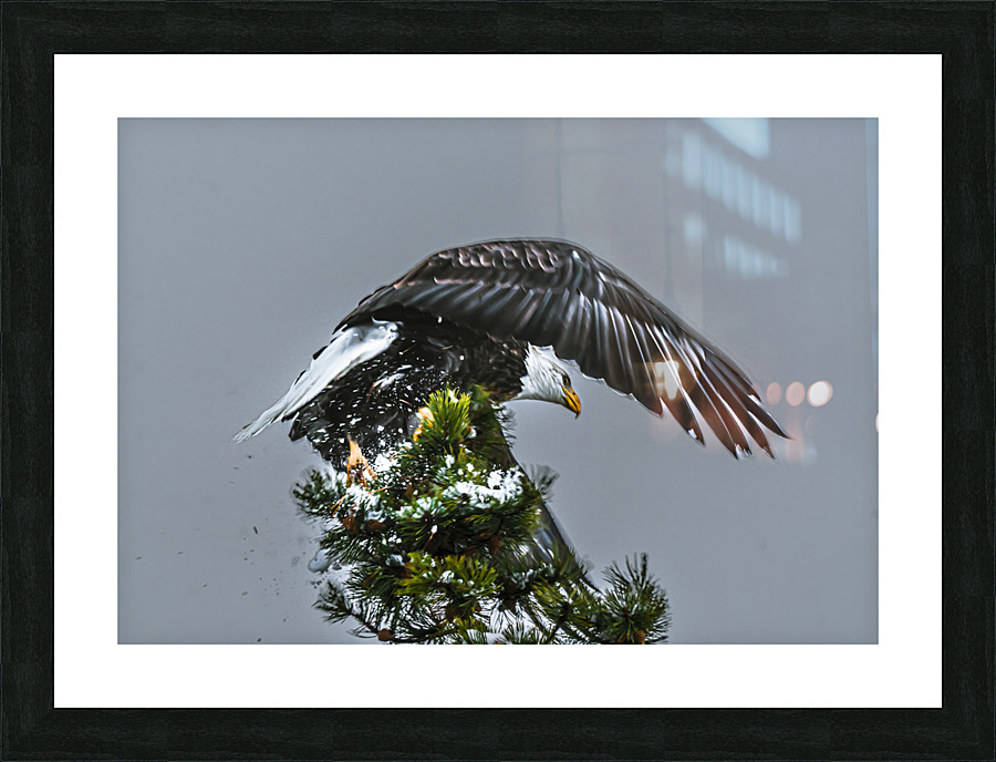Bald Eagle Picture Frame print