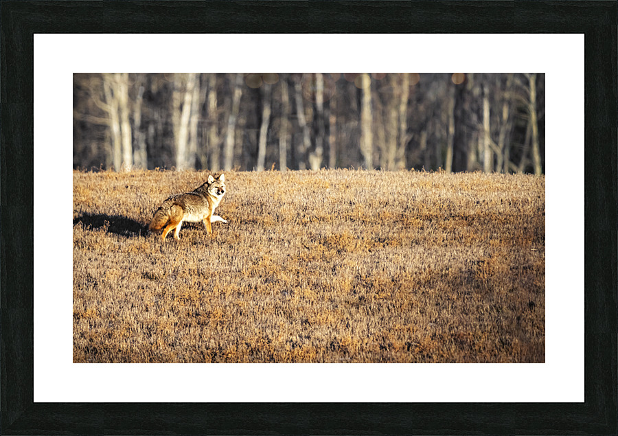 Coyote Picture Frame print