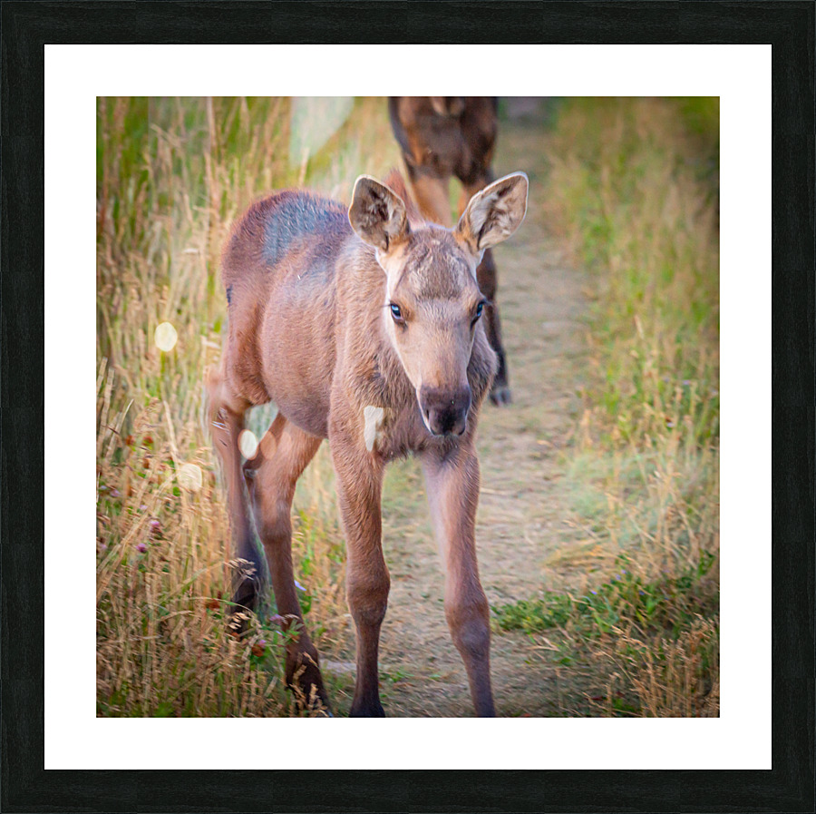 Curious Calf Picture Frame print