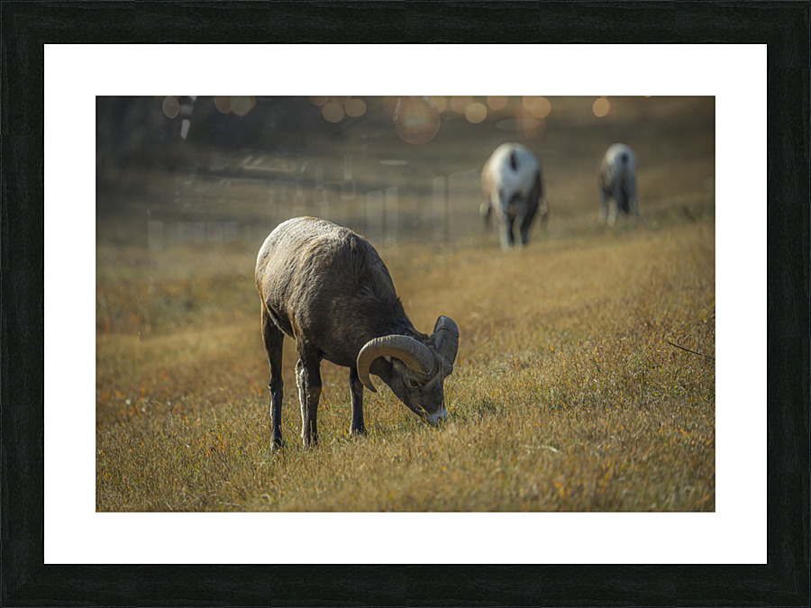 Grazing Picture Frame print