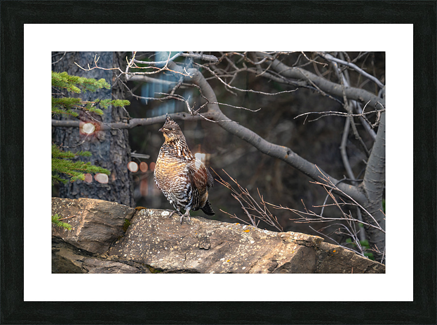 Grouse Picture Frame print