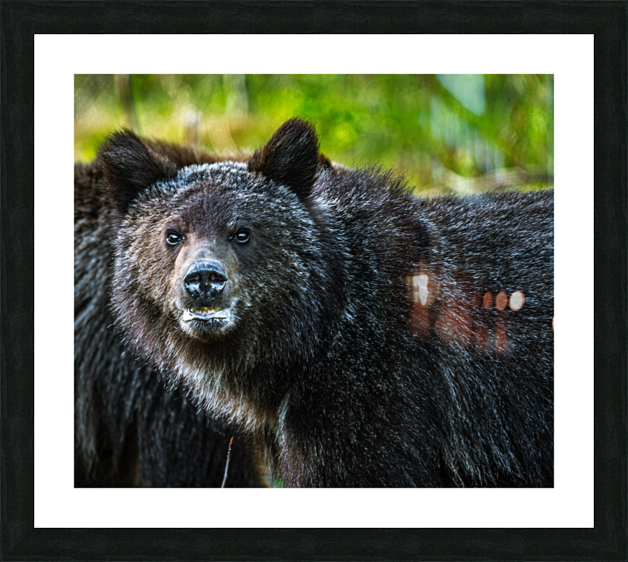 Grizzly Close up Picture Frame print